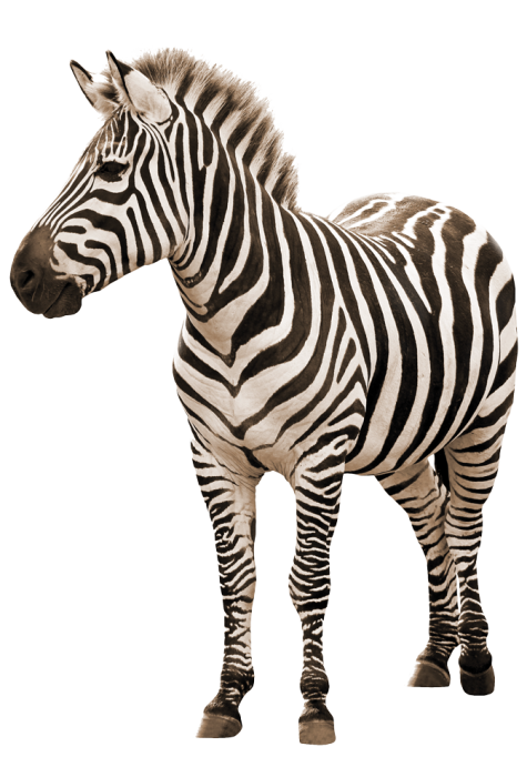 zebra_sepia